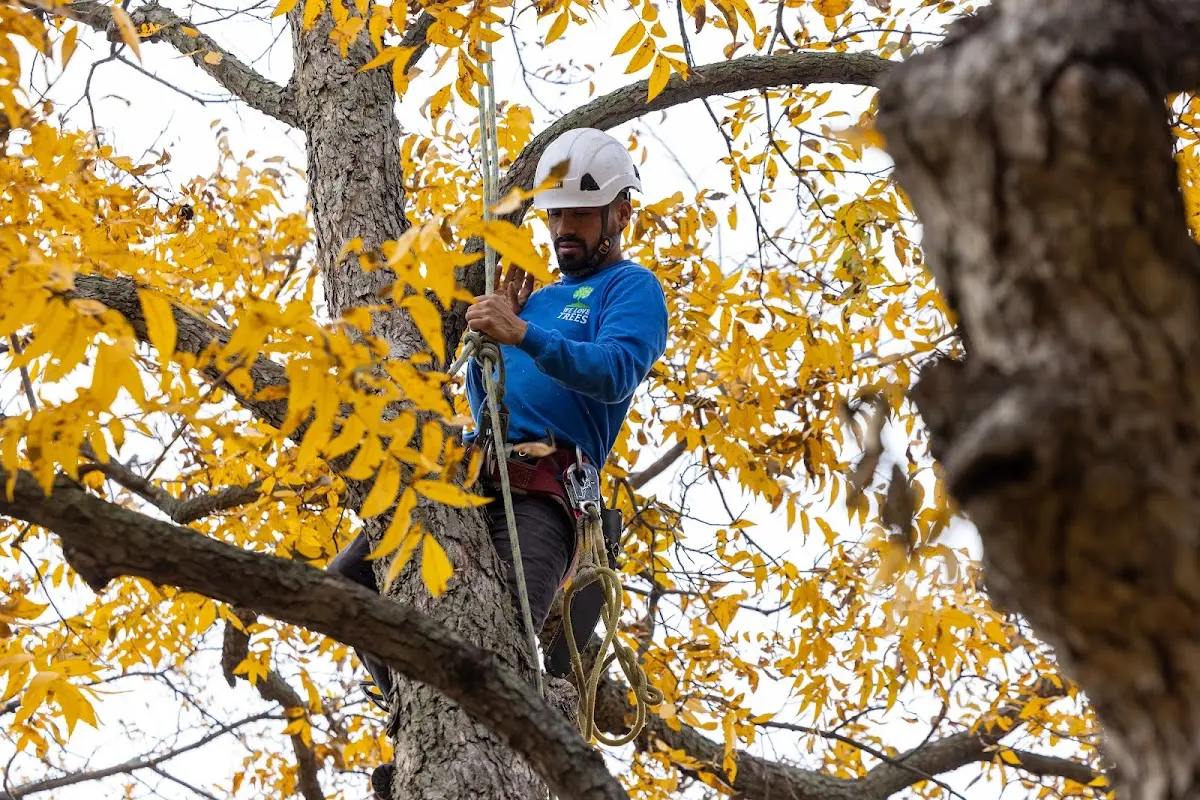 Skilled Dead Tree Removal crew working in Gray